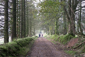 Glendineoregan Loop Walk