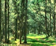 Glenshelane Forest Trails